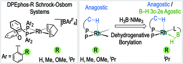 Graphical abstract: Ortho-aryl substituted DPEphos ligands: rhodium complexes featuring C–H anagostic interactions and B–H agostic bonds