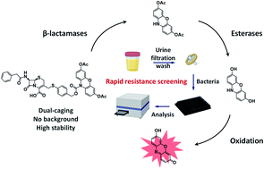 Graphical abstract: A dual-caged resorufin probe for rapid screening of infections resistant to lactam antibiotics