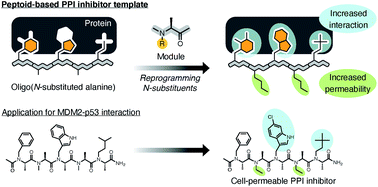 Graphical abstract: Peptoid-based reprogrammable template for cell-permeable inhibitors of protein–protein interactions