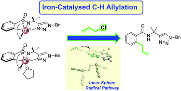 Graphical abstract: Experimental and computational studies of the mechanism of iron-catalysed C–H activation/functionalisation with allyl electrophiles