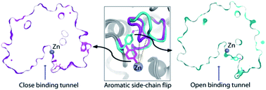 Graphical abstract: Aromatic side-chain flips orchestrate the conformational sampling of functional loops in human histone deacetylase 8