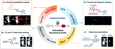 Graphical abstract: Enzyme-activatable fluorescent probes for β-galactosidase: from design to biological applications