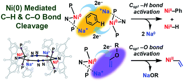 Graphical abstract: Ni(0)-promoted activation of Csp2–H and Csp2–O bonds