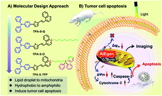Graphical abstract: Activation of apoptosis by rationally constructing NIR amphiphilic AIEgens: surmounting the shackle of mitochondrial membrane potential for amplified tumor ablation