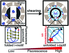 Graphical abstract: Mechanical unfolding of ensemble biomolecular structures by shear force