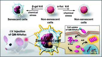 Graphical abstract: Harnessing α-l-fucosidase for in vivo cellular senescence imaging