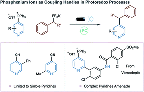 Graphical abstract: Pyridylphosphonium salts as alternatives to cyanopyridines in radical–radical coupling reactions