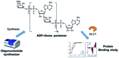 Graphical abstract: Chemical synthesis of linear ADP-ribose oligomers up to pentamer and their binding to the oncogenic helicase ALC1