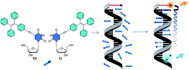 Graphical abstract: DNA-templated control of chirality and efficient energy transport in supramolecular DNA architectures with aggregation-induced emission