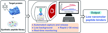 Graphical abstract: Automated affinity selection for rapid discovery of peptide binders