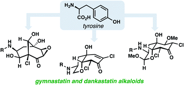 Graphical abstract: Chemical investigations into the biosynthesis of the gymnastatin and dankastatin alkaloids