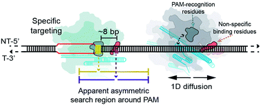 Graphical abstract: Nonspecific interactions between SpCas9 and dsDNA sites located downstream of the PAM mediate facilitated diffusion to accelerate target search