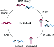 Graphical abstract: RE-SELEX: restriction enzyme-based evolution of structure-switching aptamer biosensors