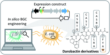 Graphical abstract: Improved broad-spectrum antibiotics against Gram-negative pathogens via darobactin biosynthetic pathway engineering