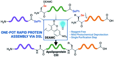 Graphical abstract: Rapid one-pot iterative diselenide–selenoester ligation using a novel coumarin-based photolabile protecting group