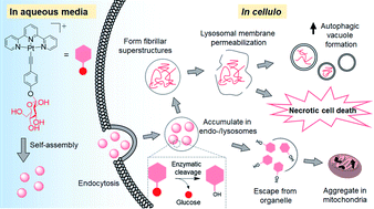 Graphical abstract: Dynamic supramolecular self-assembly of platinum(ii) complexes perturbs an autophagy–lysosomal system and triggers cancer cell death