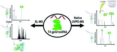 Graphical abstract: Characterization of the T4 gp32–ssDNA complex by native, cross-linking, and ultraviolet photodissociation mass spectrometry