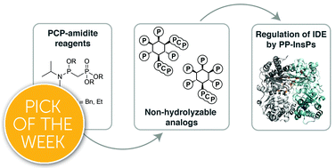 Graphical abstract: Dissecting the activation of insulin degrading enzyme by inositol pyrophosphates and their bisphosphonate analogs