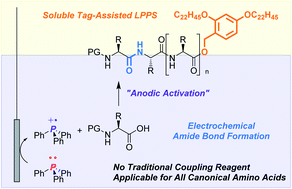 Graphical abstract: Biphasic electrochemical peptide synthesis