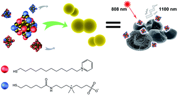 Graphical abstract: Controlling the pyridinium–zwitterionic ligand ratio on atomically precise gold nanoclusters allowing for eradicating Gram-positive drug-resistant bacteria and retaining biocompatibility
