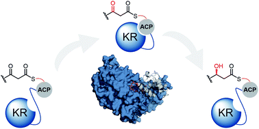 Graphical abstract: Molecular basis for acyl carrier protein–ketoreductase interaction in trans-acyltransferase polyketide synthases