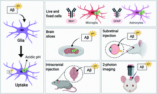 Graphical abstract: Monitoring phagocytic uptake of amyloid β into glial cell lysosomes in real time