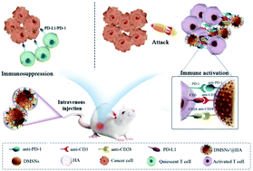Graphical abstract: A dendritic cell-like biomimetic nanoparticle enhances T cell activation for breast cancer immunotherapy