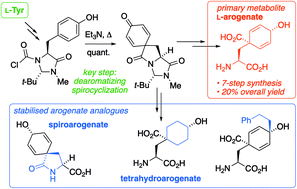Graphical abstract: ‘Reverse biomimetic’ synthesis of l-arogenate and its stabilized analogues from l-tyrosine