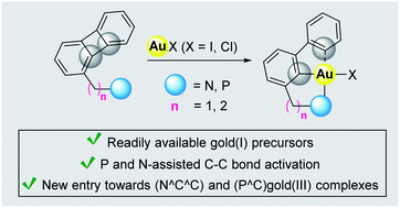 Graphical abstract: Chelation-assisted C–C bond activation of biphenylene by gold(i) halides