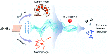 Graphical abstract: Two dimensional nanosheets as immunoregulator improve HIV vaccine efficacy