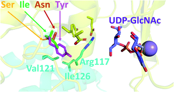 Graphical abstract: NleB/SseK-catalyzed arginine-glycosylation and enteropathogen virulence are finely tuned by a single variable position contiguous to the catalytic machinery