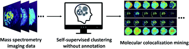 Graphical abstract: Self-supervised clustering of mass spectrometry imaging data using contrastive learning