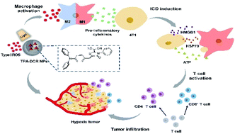 Graphical abstract: Type I macrophage activator photosensitizer against hypoxic tumors