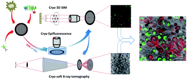 Graphical abstract: Correlative 3D cryo X-ray imaging reveals intracellular location and effect of designed antifibrotic protein–nanomaterial hybrids