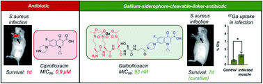 Graphical abstract: Galbofloxacin: a xenometal-antibiotic with potent in vitro and in vivo efficacy against S. aureus