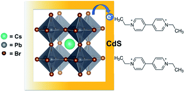 Graphical abstract: CsPbBr3–CdS heterostructure: stabilizing perovskite nanocrystals for photocatalysis