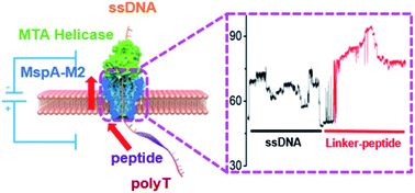 Graphical abstract: Controlled movement of ssDNA conjugated peptide through Mycobacterium smegmatis porin A (MspA) nanopore by a helicase motor for peptide sequencing application