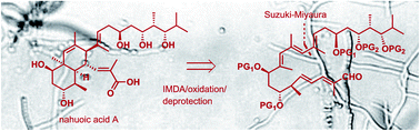 Graphical abstract: Total synthesis of nahuoic acid A via a putative biogenetic intramolecular Diels–Alder (IMDA) reaction