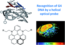 Graphical abstract: Cationic helicenes as selective G4 DNA binders and optical probes for cellular imaging