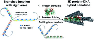 Graphical abstract: Asymmetric patterning drives the folding of a tripodal DNA nanotweezer