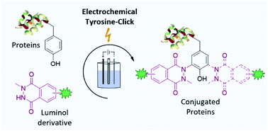 Graphical abstract: Luminol anchors improve the electrochemical-tyrosine-click labelling of proteins