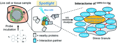 Graphical abstract: A chemical tool for blue light-inducible proximity photo-crosslinking in live cells