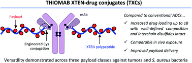 Graphical abstract: A homogeneous high-DAR antibody–drug conjugate platform combining THIOMAB antibodies and XTEN polypeptides