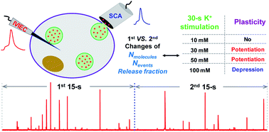 Graphical abstract: Concentration of stimulant regulates initial exocytotic molecular plasticity at single cells