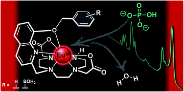 Graphical abstract: Sterically demanding macrocyclic Eu(iii) complexes for selective recognition of phosphate and real-time monitoring of enzymatically generated adenosine monophosphate