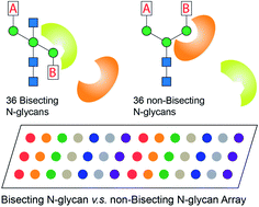 Graphical abstract: Systematic synthesis of bisected N-glycans and unique recognitions by glycan-binding proteins
