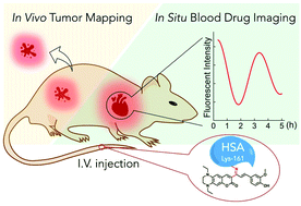 Graphical abstract: HSA-Lys-161 covalent bound fluorescent dye for in vivo blood drug dynamic imaging and tumor mapping