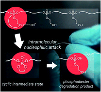 Graphical abstract: RNA-inspired intramolecular transesterification accelerates the hydrolysis of polyethylene-like polyphosphoesters