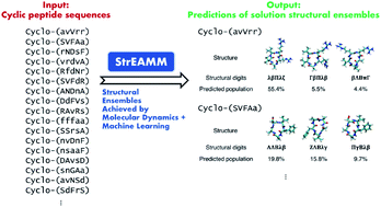 Graphical abstract: Structure prediction of cyclic peptides by molecular dynamics + machine learning