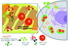Graphical abstract: Intramitochondrial co-assembly between ATP and nucleopeptides induces cancer cell apoptosis